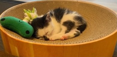 子猫時代のダイフクくん