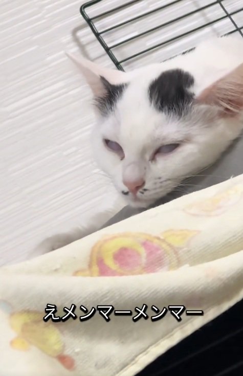 白目になって寝始める白黒の猫