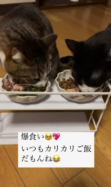 ご飯を食べる2匹の猫
