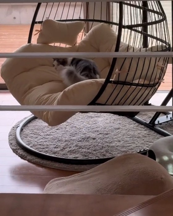 気持ちよさそうな猫