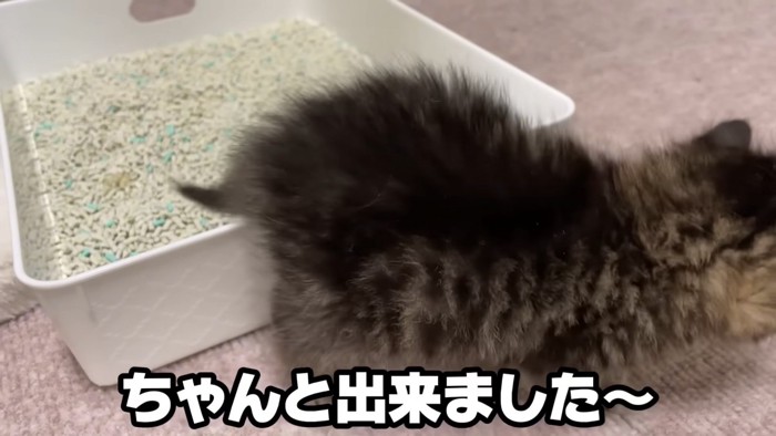 トイレから出る子猫