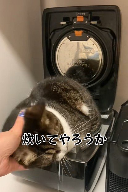 炊飯器の中で撫でられる猫