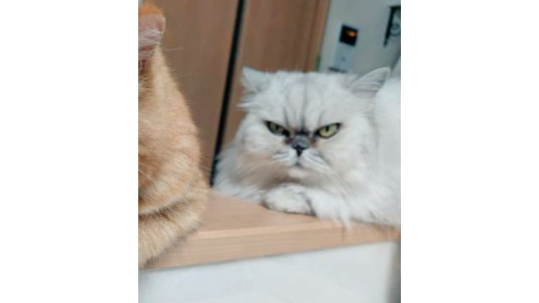 カウンターにいる猫