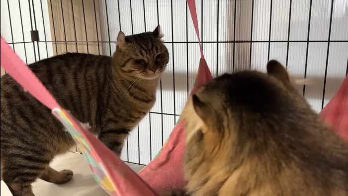 悲しそうなつむぎくん