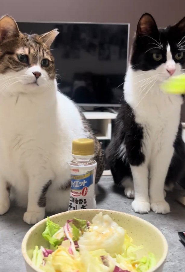 レタスを見る2匹の猫