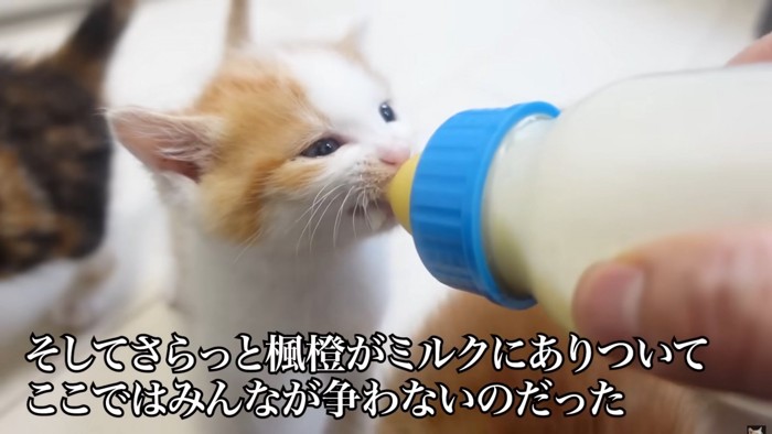 目を開けてミルクを飲んでいる茶白猫