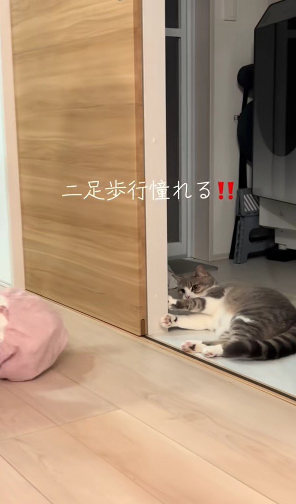 赤ちゃんと驚いている猫