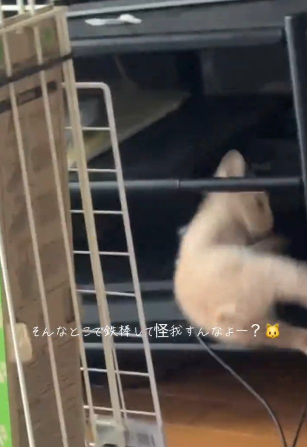 手すりから落ちる猫