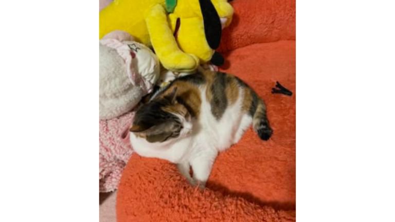 座っている三毛猫