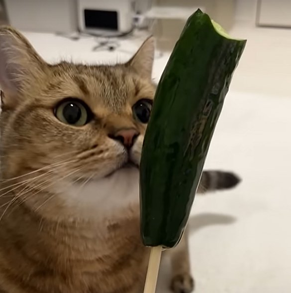 斜め上を見ながらきゅうりの匂いを嗅ぐ猫