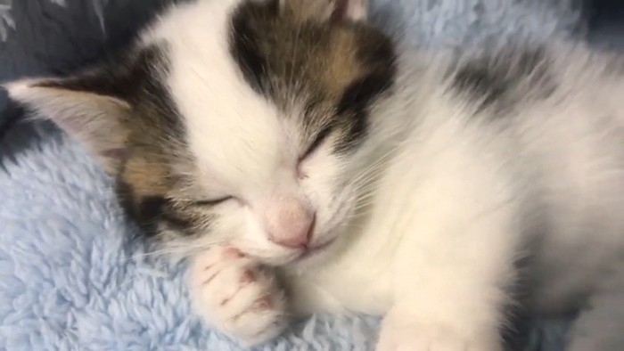 頬に前足を添えて