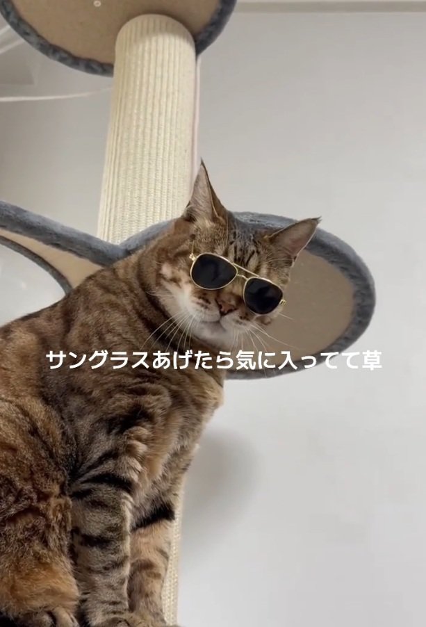 飼い主さんの方を見るししゃもくん