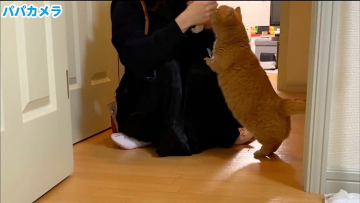 女性の膝に前足をかけて立ち上がる猫