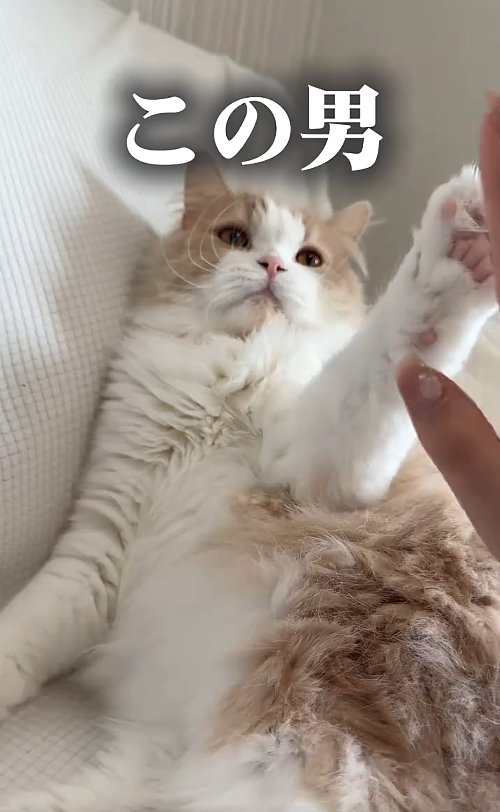 左前足で飼い主の手を触っている猫