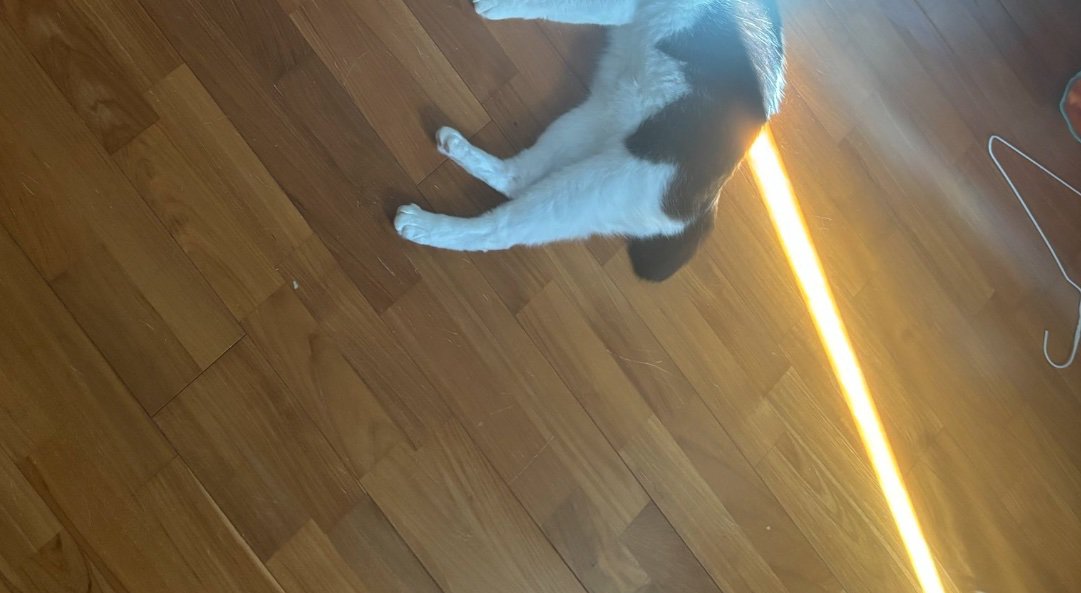 猫に光が当たる