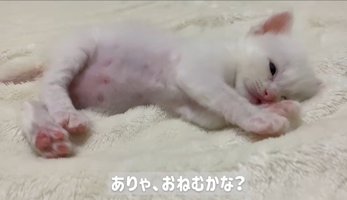 横になっている子猫