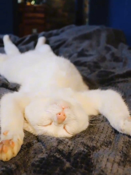 仰向けで寝る猫