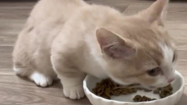 ご飯を食べている猫