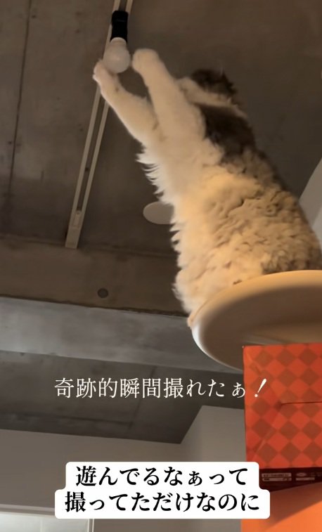 電球に両手でさわる猫