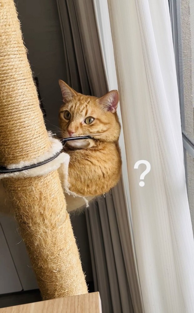 ハンモックでくつろぐ茶トラ猫