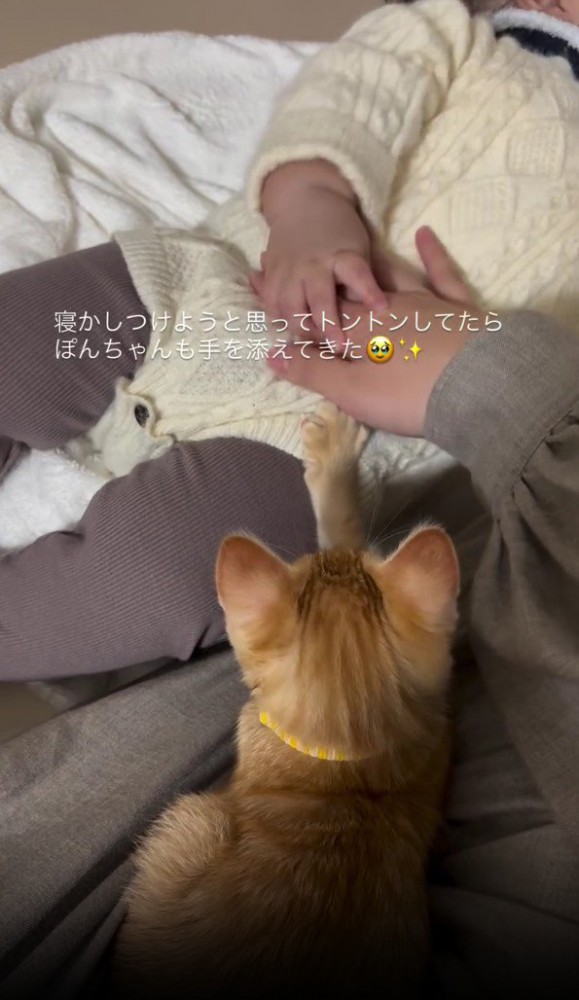 赤ちゃんを寝かしつける子猫