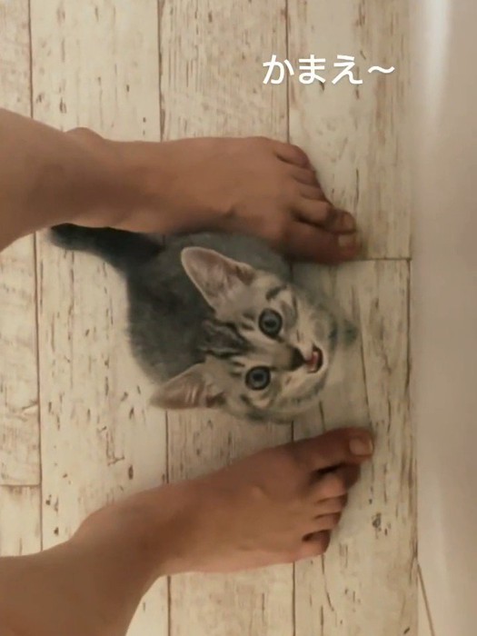 人の足の間に座る子猫