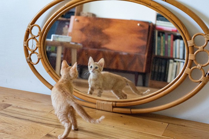 猫と鏡