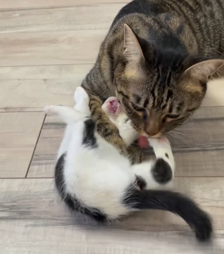 仰向けになる子猫と子猫を舐めるキジトラ猫