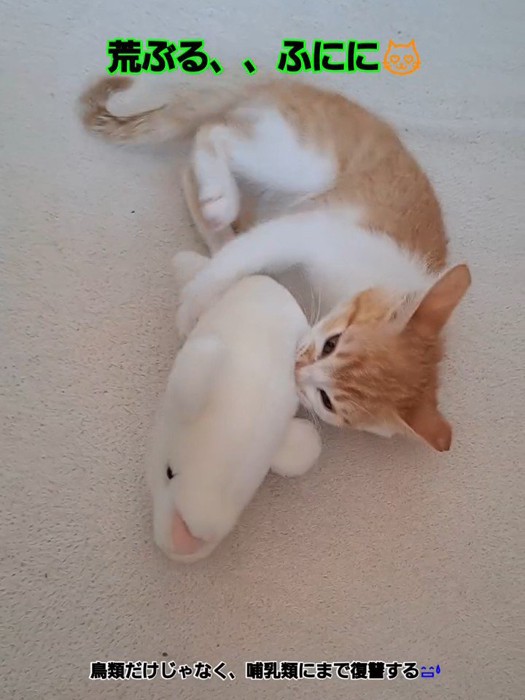 ぬいぐるみをケリケリする子猫