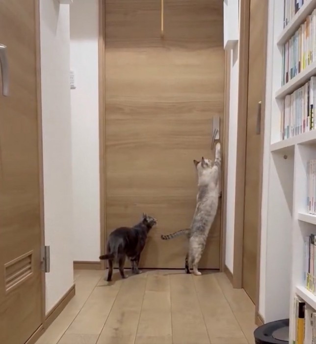 ドアに向かって立っている猫