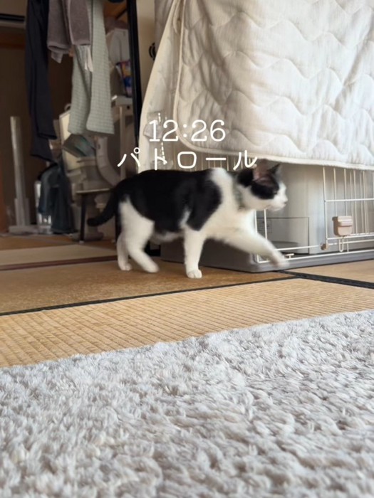 歩く猫