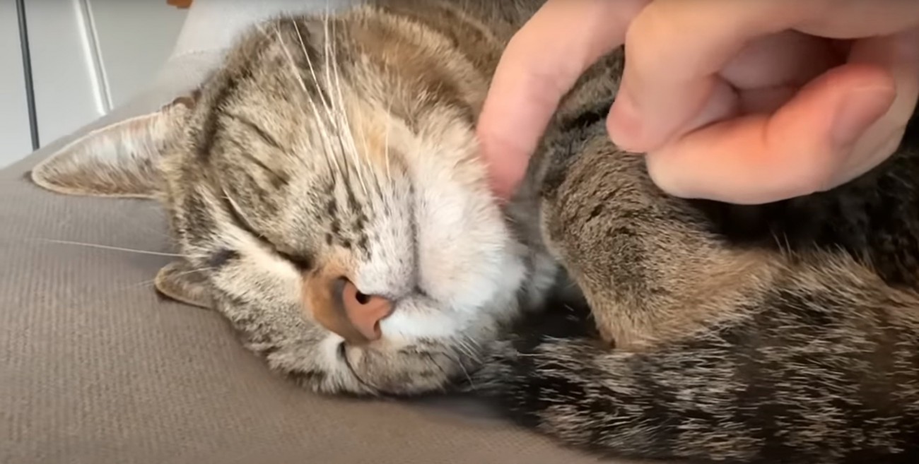 撫でてもらう猫