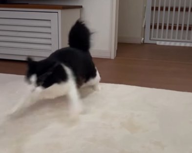 前足を広げながら画面の外へ逃げ出そうとする猫