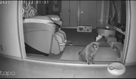 ペットカメラに映る猫の姿