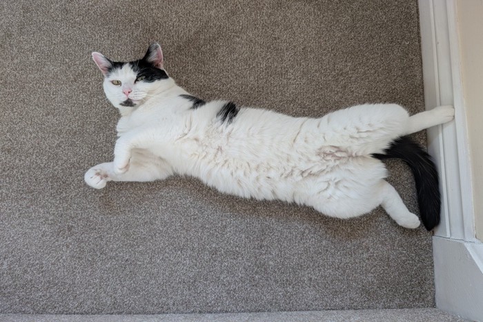 ヘソ天で見てくる猫