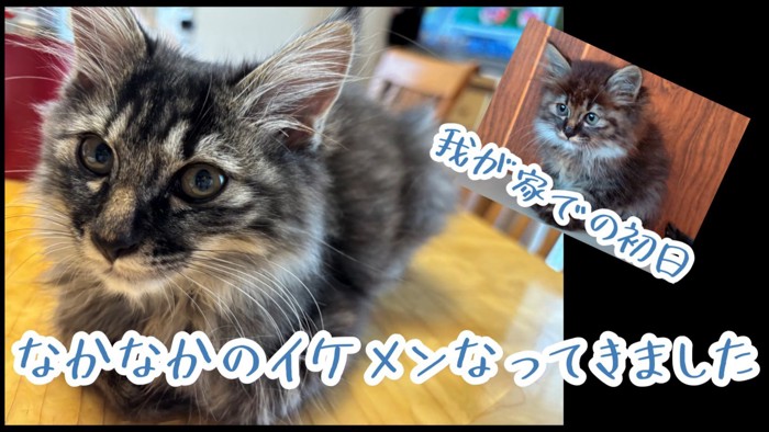 成長した子猫