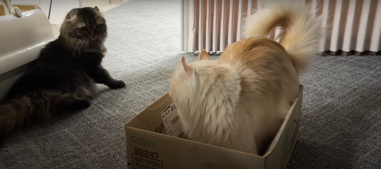 段ボールの中にいる猫と横にいる猫