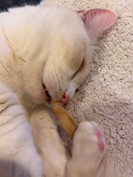 口を開けて寝ている猫の顔