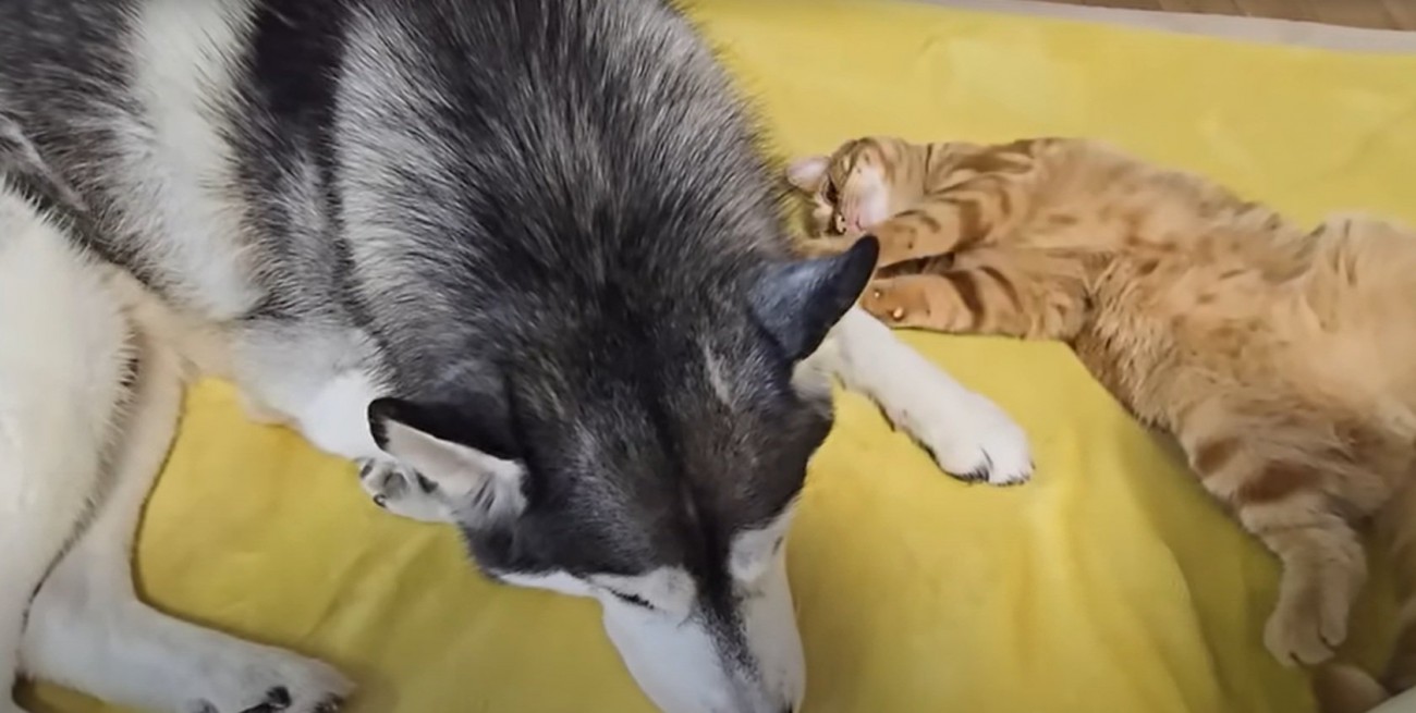犬と子猫