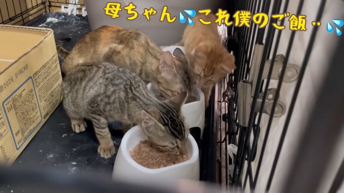 ごはんを食べる猫