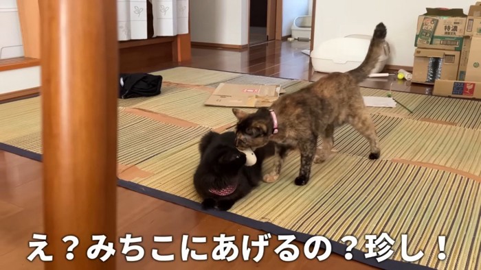 人形を咥えて黒猫のもとに行くサビ猫