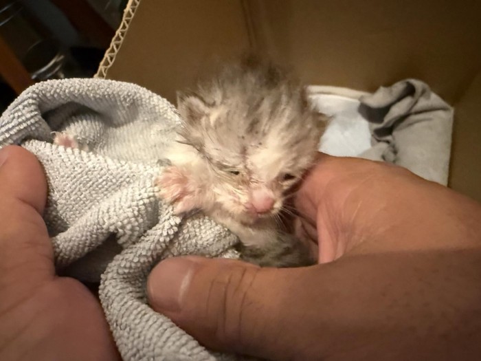 小さくて弱々しい子猫