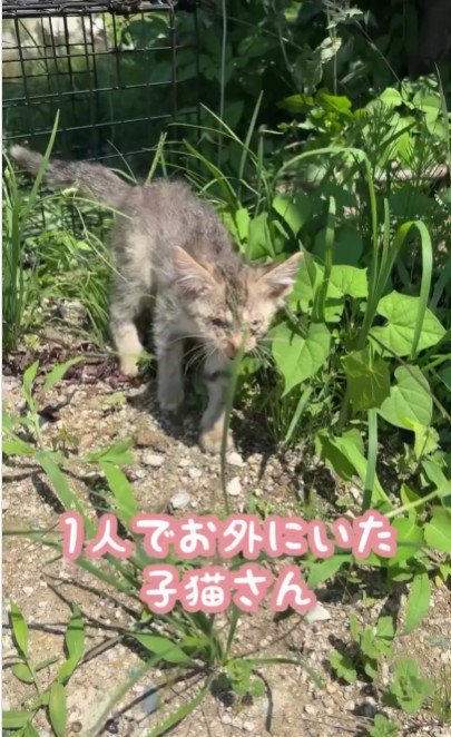 鳴いている子猫