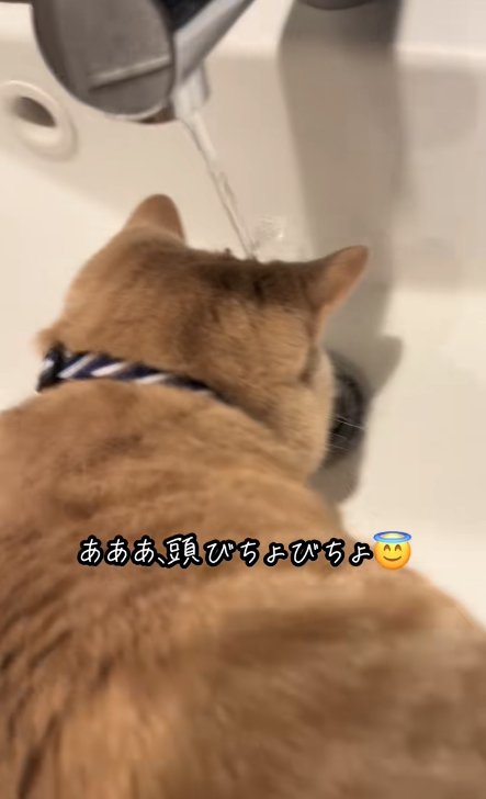 頭に水がかかっている猫
