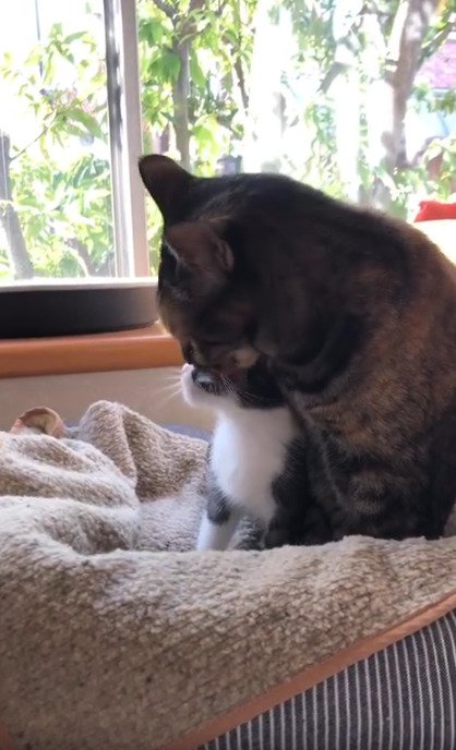 子猫を舐める猫