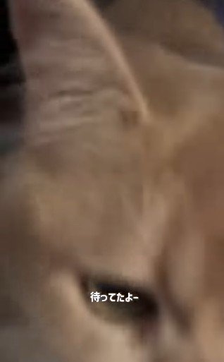 猫の目ドアップ