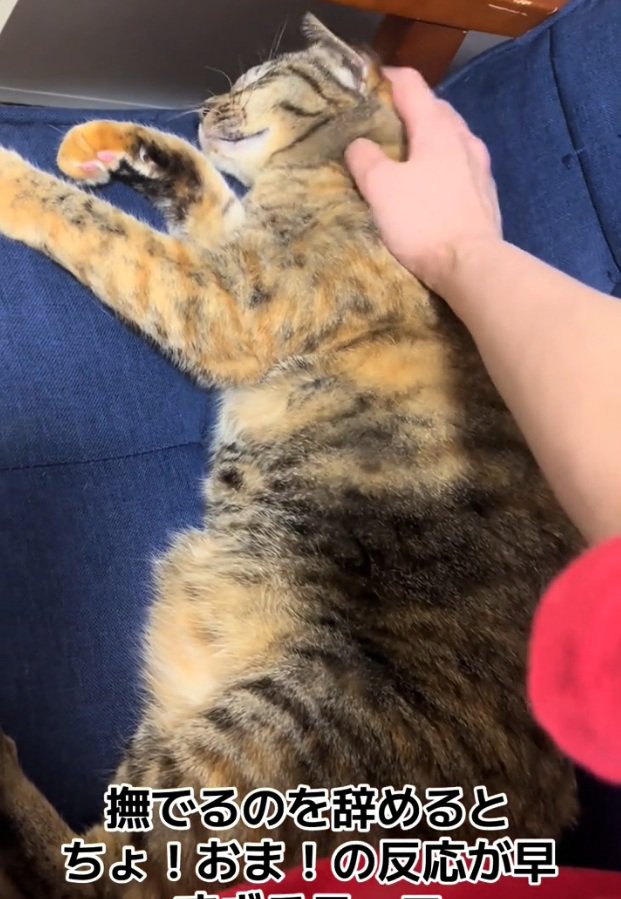 再び撫でられる猫