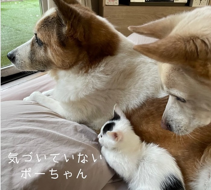 外を見ている犬と子猫