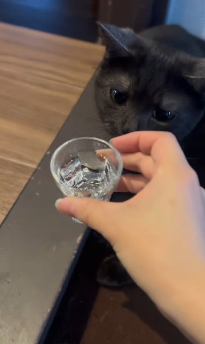 黒猫にグラスで水を差しだす