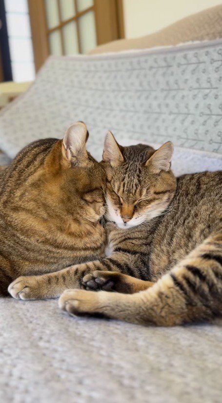 キジトラ猫に頭をくっつけられ、目を細める闘病中の猫